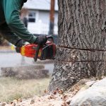 When to Say Goodbye: Signs it's Time for Tree Removal