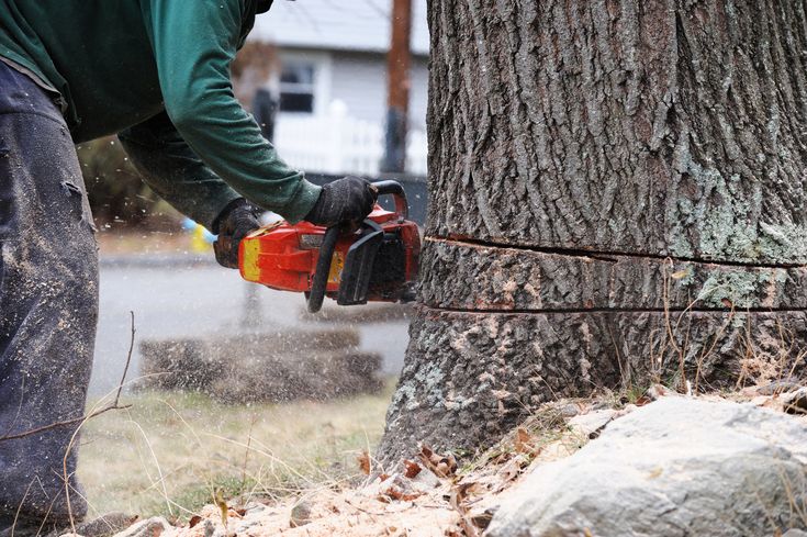 When to Say Goodbye: Signs it's Time for Tree Removal
