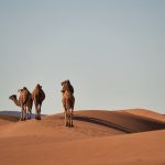 From Sahara To Atlas: Unveiling Morocco's Spectacular Landscapes